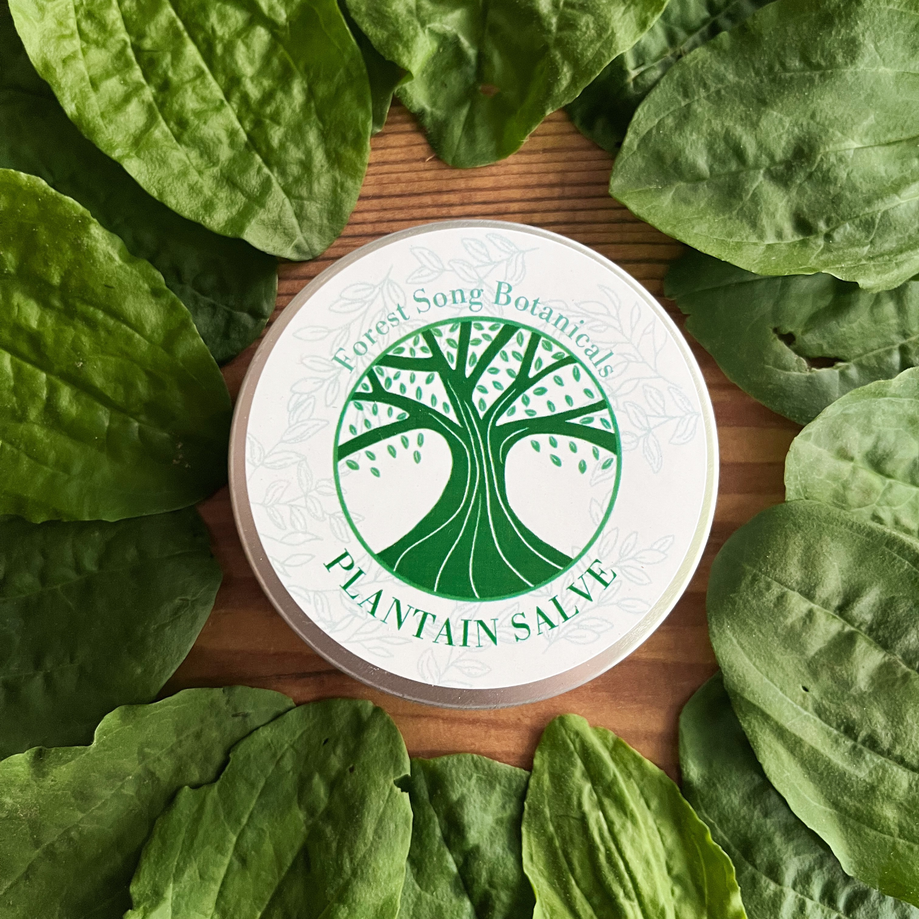 Tin with green tree labeled Plantain Salve lying on a bed of greens.